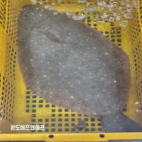 당일작업 숙성광어 필렛 국산 자연산 광어회 2-2.5kg 매운탕재료 제공, 1개, 2키로그램