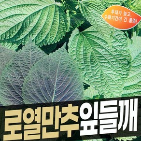 들깨씨 잎들깨씨 잎들깨씨앗 추대가 늦어 긴 수확 로열 만추잎들깨 20g, 1개