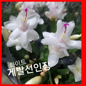 게발선인장 화이트 백조 특 공기정화식물/미세먼지/공기정화효과 공기정화식물