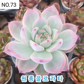 다육식물- 희귀 다육 100가지 모아보기, [NO. 73] 9cm 포트, 1개