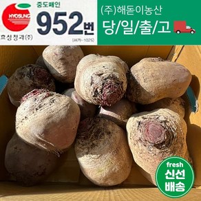 해돋이농산 제주 레드비트 비트 10kg 내외 5kg 1개