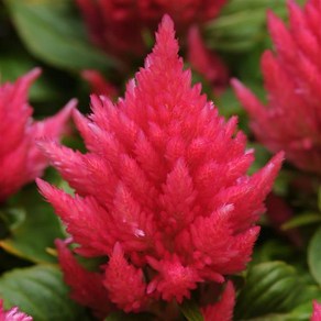 맨드라미 아이스크림 컬러선택 (꽃씨앗/20립)Ice Cream Celosia