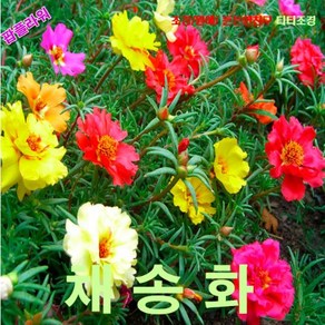 채송화-홑겹꽃 혼합 씨앗 25립, 1개