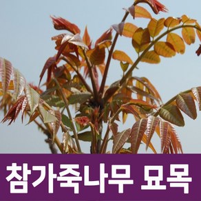 [나무의모든것] 토종참가죽나무묘목(50cm이상), 참가죽나무 상묘, 1개