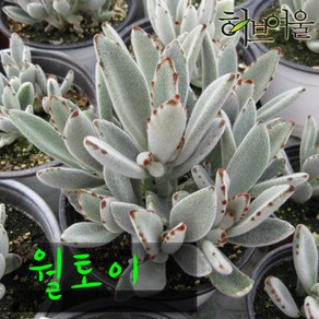 허브여울다육 월토이 지름 9cm 소품 다육화분, 1개