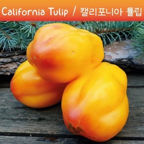 캘리포니아 튤립 Califonia Tulip 큰토마토 달콤한 희귀토마토 교육용 체험용세트, 1개