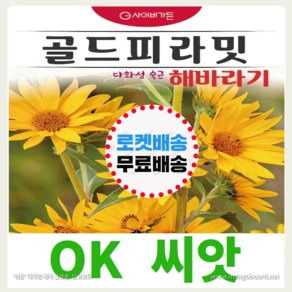 [OK씨앗] [골드피라밋 해바라기] 해바라기씨앗 종자(오케이씨앗), 1개