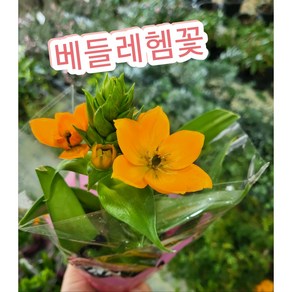 베들레헴꽃/오렌지 색의 꽃이 정말 상큼 베들레햄