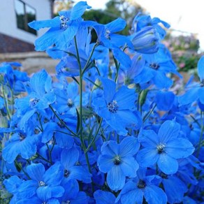 델피늄 치어블루(종자 꽃씨앗 / 10립)Delphinium Cheer Blue