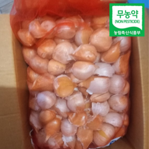 [산지직송] 해남 무농약 코끼리 생 마늘 식용 햇마늘 대왕마늘 1kg 2kg 3kg 10kg 코끼리통마늘 코끼리마늘 생코끼리마늘 코끼리마늘판매 코끼리마늘햇마늘, 1개, 5kg