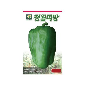 (DN) 청월 피망 고추 씨앗(30립), 1개