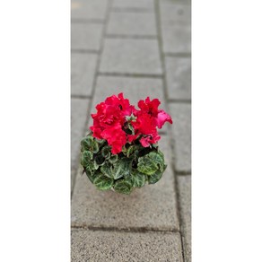 팅커벨 곱슬쵸코레드 시클라멘, 1개