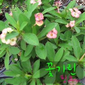 [허브여울꽃기린] 꽃기린 핑크 (Pink 분홍) 지름 15cm 중품다육화분, 1개, 상세페이지 참조