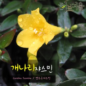 [허브여울] 개나리쟈스민(Carolina Jasmine재스민) 지름 9cm 소품화분