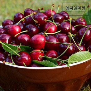 [엠지엘마켓] 미국산 생 체리 당도선별 항공직송 캘리포니아 워싱턴, 10.5R × 500g × 1개, 1개