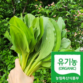 [오대산골짜기] 호텔납품 아삭향긋 대명이 명이나물, 1박스, 500g