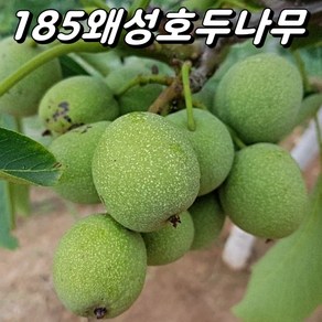 온185 조실성 왜성호두나무 실생 1년생 묘목, 10개, H50cm내외