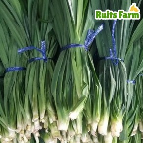 [루츠팜] 태국 생 판다누스 900g~1kg (총 2~4묶음) 판단잎 pandanus 카야잼 카야쨈, 1kg, 1개