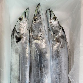 [새벽경매] 제주 갈치 은갈치, 생물갈치 왕특대+ 800g 3마리 2.4kg, 1개