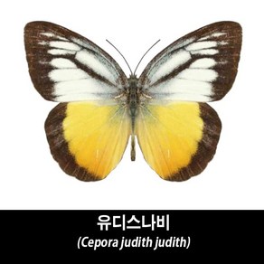 유디스나비표본-Cepora judith judith