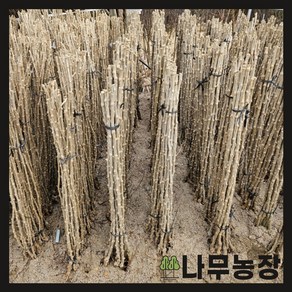 (나무농장) 구기자묘목 왕구기자 삽목2년, 5개