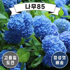 (나무85) 수국 니코블루 P9 포트