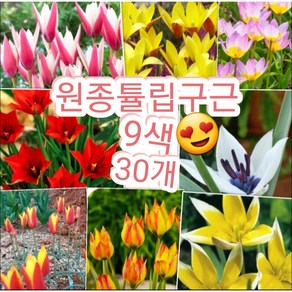 원종튤립구근 9색 30개/매년 퇴화하지않고 번식하는 튤립꽃 강추, 30개