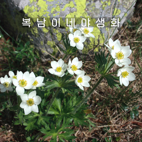 설악산바람꽃 [2개 복남이네야생화 모종 토종식물 아네모네 anemone], 2개
