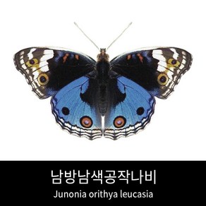 남방남색공작나비표본 Junonia orithya leucasia