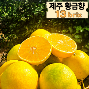 제주 산지직송 황금향 13bix 가정용, 1박스, 2kg