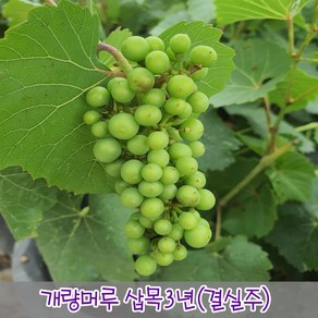 충주원예조경 / 개량머루 / 삽목3년 / 결실주, 1개