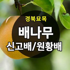 [경북농원] 배나무묘목(신고배/원황배/황금배) 접목 특묘 판매중, 원황배 접목 2년생 상묘, 1개, 배나무