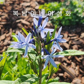 정향풀 [3포트 복남이네야생화 모종 암소니아 amsonia]