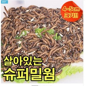 살아있는 슈퍼밀웜 4-5cm 안전포장, 2~3cm 1000마리, 1팩