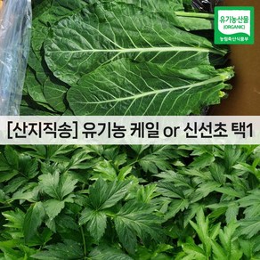 유기농 케일 / 신선초 1kg(녹즙용 주스용 스무디용 샐러드용 녹즙재료)