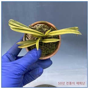 [재희난]부악 250311-02, 1개