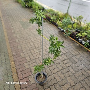 식물공장 s라인 홍콩야자 쉐프렐라 대품 반려식물 멋스러운식물 100-130cm 549