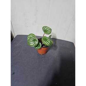 식물학박사 수박페페 소품 반려식물, 1개