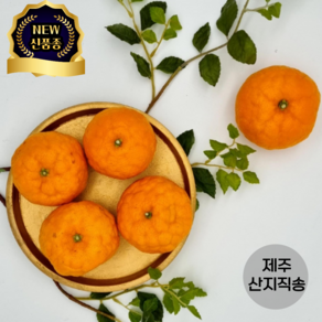 [신품종] 토종 100%국내 귤 윈터프린스 귤러버 모여랏! 제주직송, 1개, 2.5kg (7-20과)