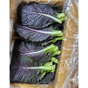 [국내산 산지직송] 아삭아삭 싱싱하고 개운한 적겨자 겨자잎 쌈채소, 1박스, 2kg