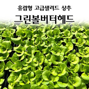 [모종심는아빠] 유럽형 고급 샐러드 상추 그린볼버터헤드 모종, 12개