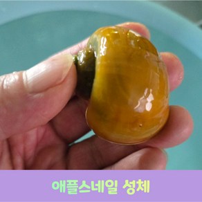 애플스네일 어항 이끼/잔반 청소 선별 달팽이 3마리, 1개