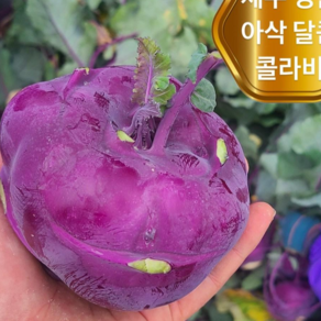 <가람> 제주 특품 아삭달콤한 제철 콜라비, 1개, 9kg