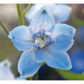 델피늄 매직파운틴 시리즈 컬러선택 (꽃씨앗/20립) Delphinium 델피니움, 스카이블루 화이트 비, 1개