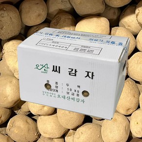 강원도 정품 두백 씨감자 보급종 감자씨 종자 분나는 감자, 10kg, 1개