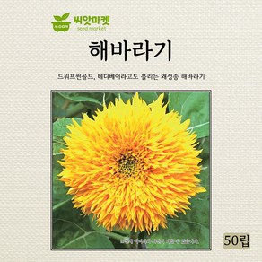 다농 해바라기 드워프썬골드 씨앗 50립, 1개