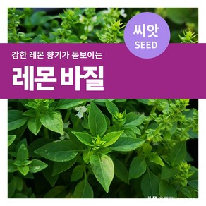 마이플랜트 레몬 바질 씨앗 200립, 1개