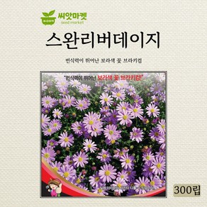 세계종묘 스완리버 데이지 씨앗 300립, 1개