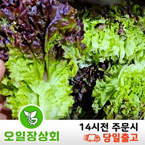 < 오일장 상회 > 국내산 꽃상추 2kg 4kg내외