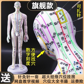 침술 연습용 의학 인체 경혈 경락 피부 한의학 의료 지압 모형 침방, 컬러 바늘 54cm 남성 모델 업그레이드